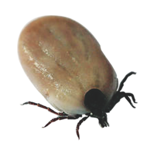 Tick insect PNG