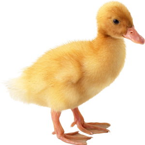 Little yellow duck PNG image