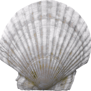 Seashell PNG