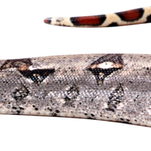 Snake PNG image picture download free