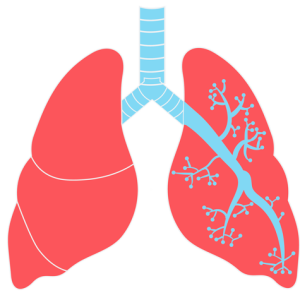 Lungs PNG