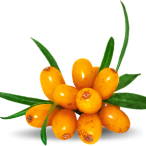 Sea buckthorn PNG