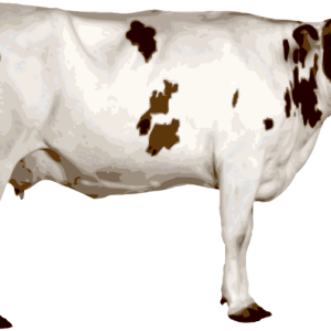 cow PNG