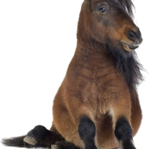 Pony PNG