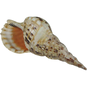 Conch PNG