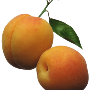 Apricots PNG
