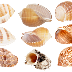 Seashell PNG
