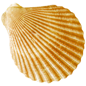 Conch PNG