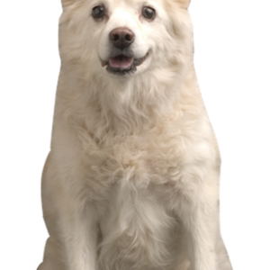 Samoyed PNG