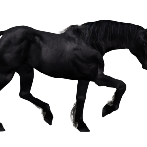 Unicorn PNG