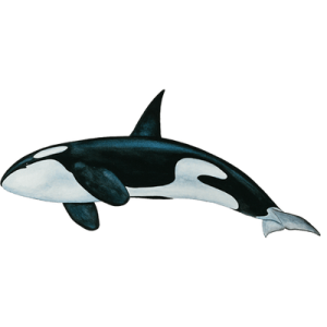Killer whale PNG