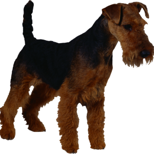 Dog PNG
