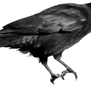 Raven PNG