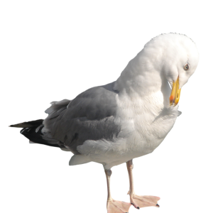 Gull PNG