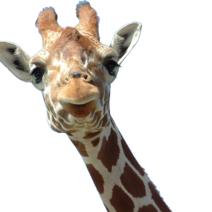 Giraffe PNG