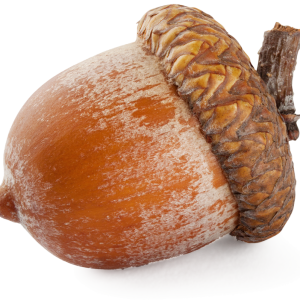 Acorn PNG image