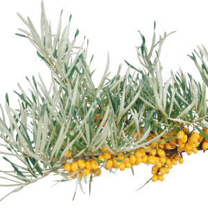 Sea buckthorn PNG