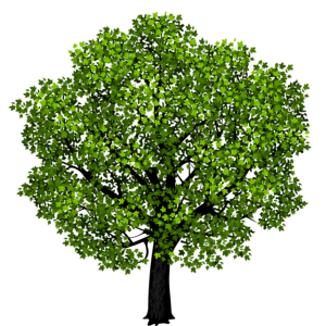tree PNG