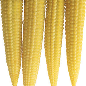 Corn PNG