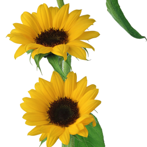 Sunflower PNG