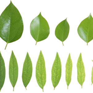 Green leaves picture PNG