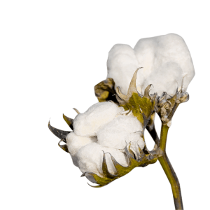 Cotton PNG
