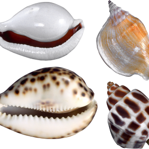 Seashell PNG