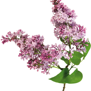 Lilac PNG