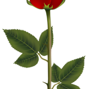 Rose PNG