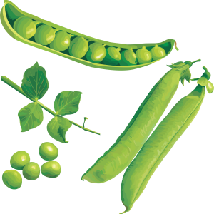 Pea PNG