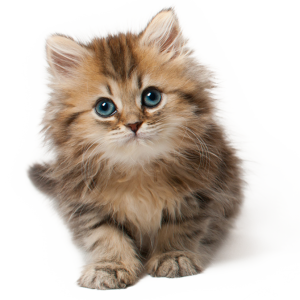 small kitten cat PNG
