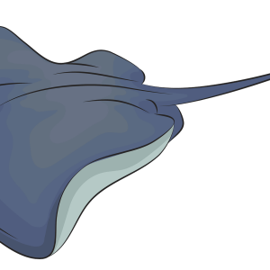 Stingray PNG