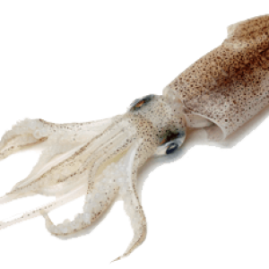Squid PNG