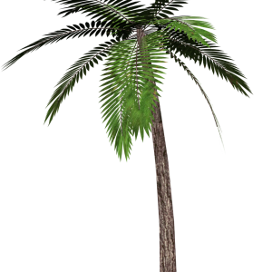 Palm tree PNG