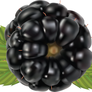 Blackberry PNG