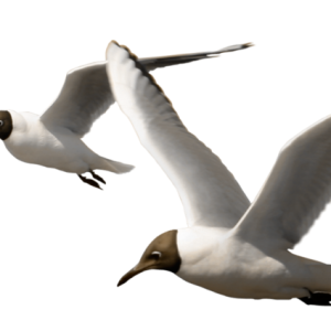 Gull PNG