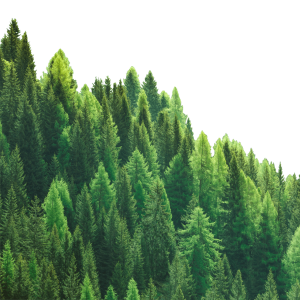 Forest PNG