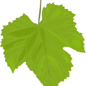 Green leaf PNG