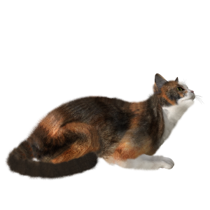 Cat PNG image