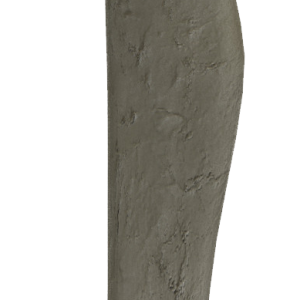 Bone PNG