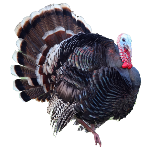 Turkey bird PNG