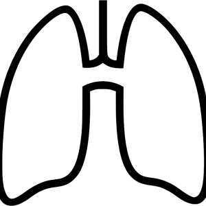 Lungs PNG