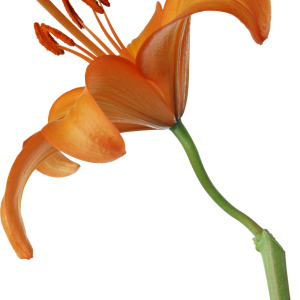 Lilium PNG