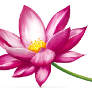 Lotus flower PNG