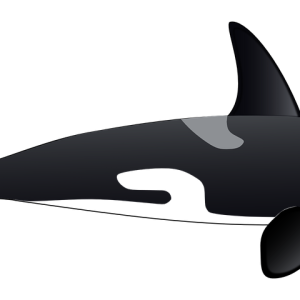 Killer whale PNG