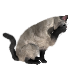 Cat PNG image