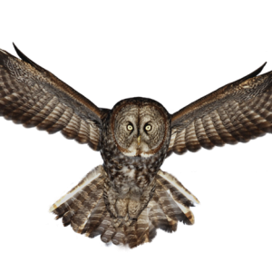 Owl PNG