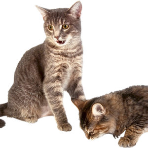 kitten png image, free download picture