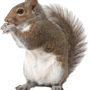 Squirrel PNG