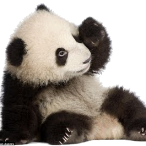 Panda PNG